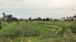 Campo agrícola em Benguela, Angola
