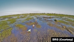 Petani menanam padi di lahan gambut. (Foto: Courtesy/Badan Restorasi Gambut)