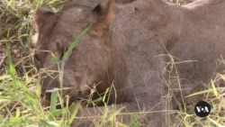 Malawi lions get birth control in bid to save their prey