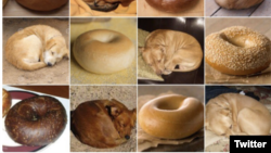 "Dog or Bread?" question takes over social media (photo from Karen Zack's Twitter)