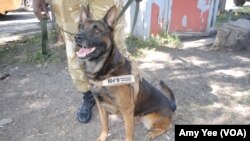One of eight new dogs that has been trained to sniff out ivory in airports and ports in Kenya and Tanzania to combat wildlife trafficking, Nairobi, Kenya.