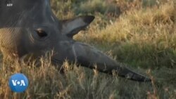 Kenya : La fécondation in vitro pour éviter l'extinction des rhinocéros blancs