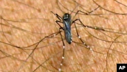 Mosquito Aedes aegypti, portador do vírus Zica 