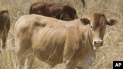 Gado sem água na Huíla