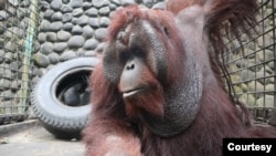 Orangutan Kalimantan (Pongo pygmaeus) yang selama ini berada di Yogyakarta, ditranslokasi ke PSO Arsari di Kabupaten Penajam Paser Utara, Kaltim, Selasa (17/8). (Foto courtesy : Kementerian Lingkungan Hidup dan Kehutanan)