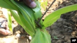 FILE - A farmer inspects a plant to reveal an armyworm he found feeding on his maize crop at a farm on the outskirts of Harare, Tuesday, Feb. 14, 2017. A farmers' group in South Sudan's Imotong state says it has found a way to combat the dreaded fall arm