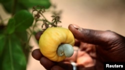 Un fruit de cajou à Korhogo, Côte d'Ivoire, le 24 avril 2016.