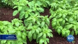 “Qora tanli yo’lovchi”