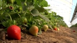 توت زمینی می‌تواند بدیلی برای کشت کوکنار باشد؟