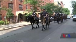 Підрозділ поліції Нью-Йорка, що піклується за патрульними конями з 1858 року. Відео
