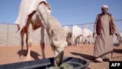 A picture released by the King Abdulazziz Camel Festival on January 8, 2022