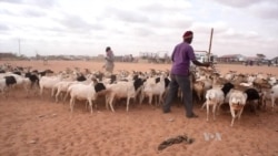 Meat for Mecca: Somaliland Exports Livestock for the Hajj