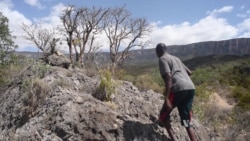 For Trade in Frankincense, Harvesters Risk Life and Tree Limb