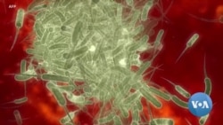 O que é a cólera, como se contrai? 