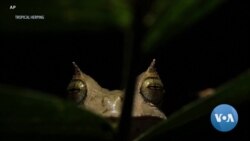 Thought Extinct, Horned Frog Rediscovered in Ecuador Rainforest
