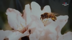 Ի՞նչ սպասելիքներ ունեն Վիսկոնսինի հայ գործարարները ԱՄՆ ընտրություններից