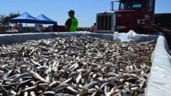 Dead sardines removed from the surface at King Harbor marina in Redondo Beach, California