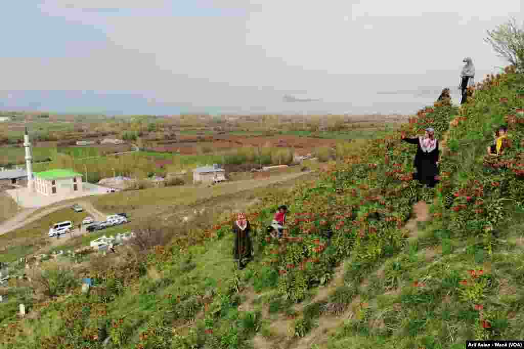 Guldexwinan Xwezaya Wanê Xemilandin 