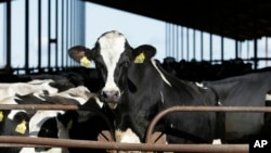 FILE - Cows are seen at a dairy in California, Nov. 23, 2016. Genome sequencing of milk from Nevada has identified a different strain of bird flu in dairy cows for the first time, the USDA said Feb. 5, 2025.