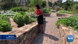 O'zbek tilida onlayn ta'limga vatandoshlar homiylik qiladimi?