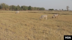 គោស៊ីស្មៅ នៅក្នុងវាលស្រែមួយក្នុងឃុំពន្លៃ ស្រុកភ្នំស្រុក ខេត្តបន្ទាយមានជ័យ ដែលត្រូវបានកសិករបោះបង់ចោល ដោយសារកង្វះទឹក។ ថ្មីៗនេះ រដ្ឋាភិបាល​បាន​ប្រកាស​អំពី​អាកាសធាតុ​ក្តៅ​ខ្លាំង និង​គ្រោះ​រាំង​ស្ងួត នៅ​ក្នុង​រដូវ​ប្រាំង​ឆ្នាំ​នេះ។ (ស៊ុន ណារិន/VOA)