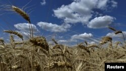 俄羅斯襲擊烏克蘭期間，烏克蘭扎波羅熱地區的小麥成熟。 （2024年6月29日）