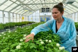 Linda Johnson, a science group manager at AgResearch, inspects genetically modified white clover in a glasshouse in Palmerston North, New Zealand, on Nov. 3, 2022. New Zealand scientists are coming up with some surprising solutions for how to reduce methane emissions from farm animals. (AP Photo/Nick Perry)