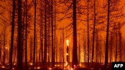 Požar u blizini Greenvillea u Kaliforniji, 3. august 2021.