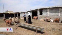 Jina Ereb ya Enfalkirî Behsa Wan Rojên Tarî Dike