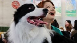 中國寵物商機起飛！毛小孩今年也時興吃“年夜飯”