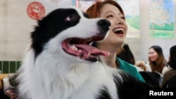 一名女子在上海一家餐廳裡為自己的邊牧寵物狗過春節年夜飯。 (2025年1月25日)