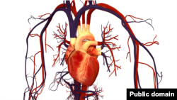 Cardiovascular diseases