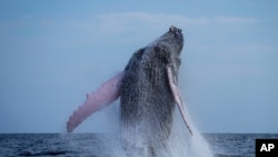 วาฬหลังค่อม ใกล้เกาะอิกัวนา ประเทศปานามา 14 ก.ค. 2024