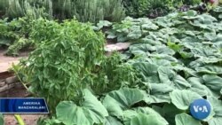 Ishonch: Amerika dehqonlari mahsulotni qanday sotadi?