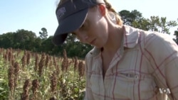 Sea Level Rise Threatens Inland Farms Around the World