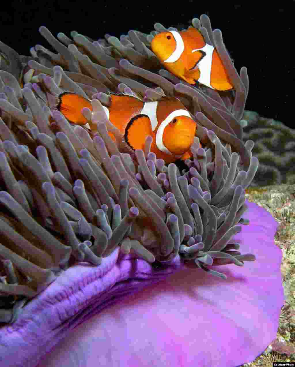 The famous clown fish from the movie "Finding Nemo" all start life as males. Only the biggest clownfish in an anemone is a female, and if she disappears, the biggest male turns into a female and takes up her role of egg-layer. (Nick Hobgood, Wikimedia Commons)