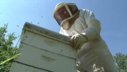 Raising Crops Linked to Declining Bee Population Worldwide