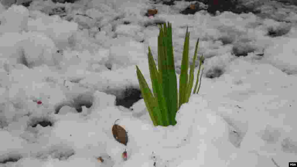 Nam qor tunda muzlagach, hovlilarda o'stirilgan manzarali nozik butalar hobud bo'lad
