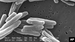 Esta imagen de microscopio de 2006 proporcionada por los Centros para el Control y la Prevención de Enfermedades muestran a la Mycobacterium tuberculosis, bacteria que causa la enfermedad de tuberculosis.