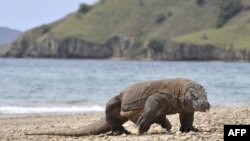 Komodo berkeliaran di pantai Pulau Komodo, habitat alami kadal terbesar di dunia. Indonesia telah mendeklarasikan pulau-pulau itu sebagai taman nasional pada tahun 1980 untuk melindungi komodo. (Foto: AFP)