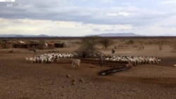 በቦረና ዞን በበልግ እና ክረምት ዝናብ በመጥፋቱ የቀንድ ከብቶች እየሞቱ ነው