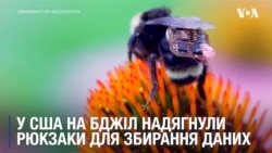 Сенсорні "рюкзаки" для бджіл розробили у США, щоб збирати дані. Відео